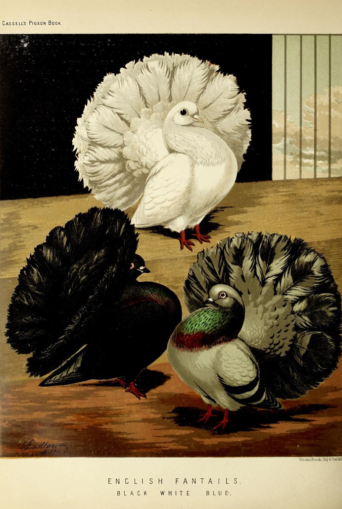 Ilustração pombos do livro ilustrado dos pombos