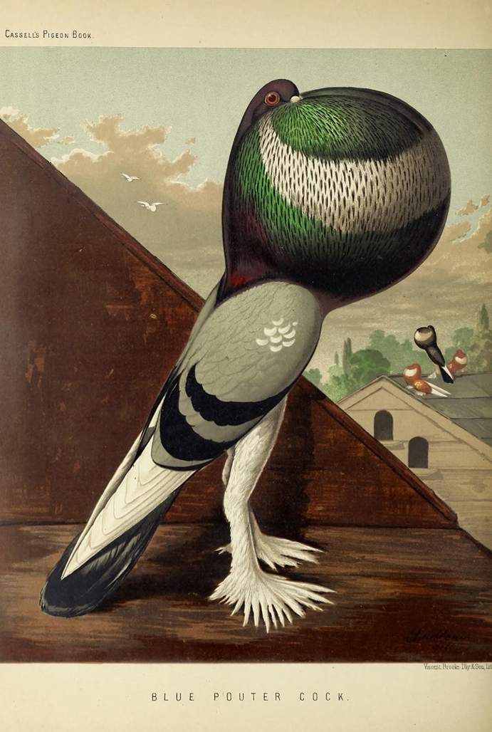 Ilustração pombo do livro ilustrado dos pombos
