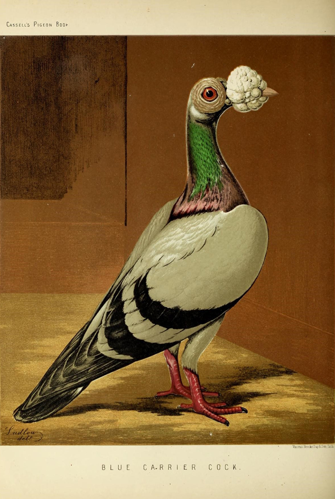 Ilustração pombo do livro ilustrado dos pombos