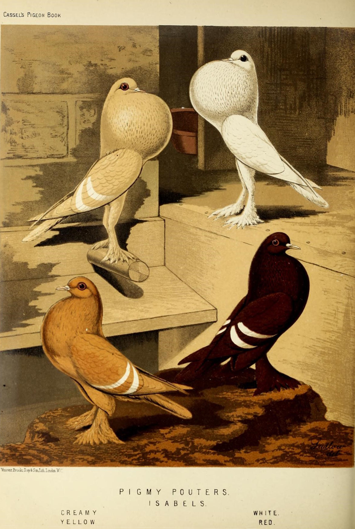 Ilustração pombos do livro ilustrado dos pombos