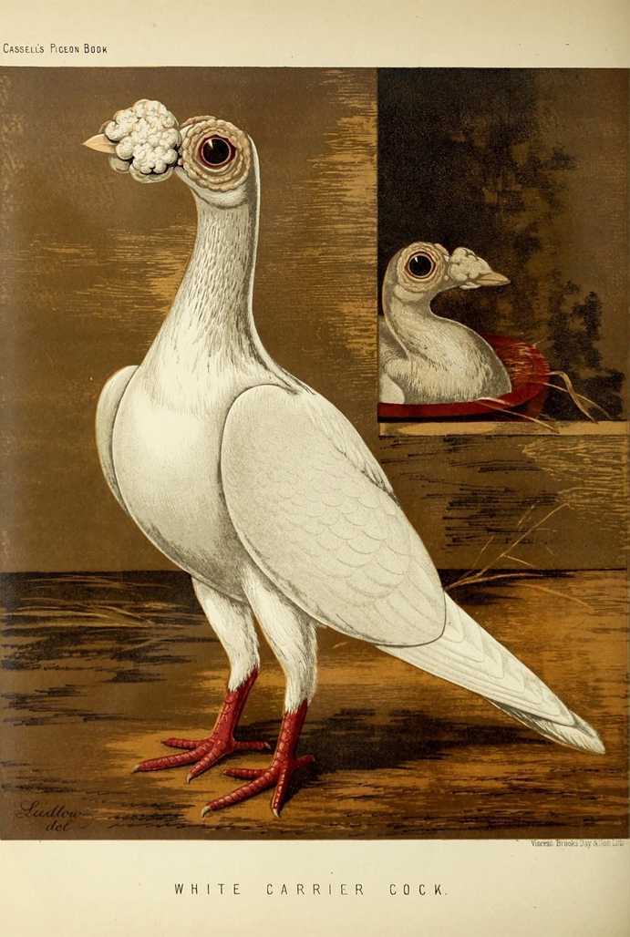 Ilustração pombo do livro ilustrado dos pombos