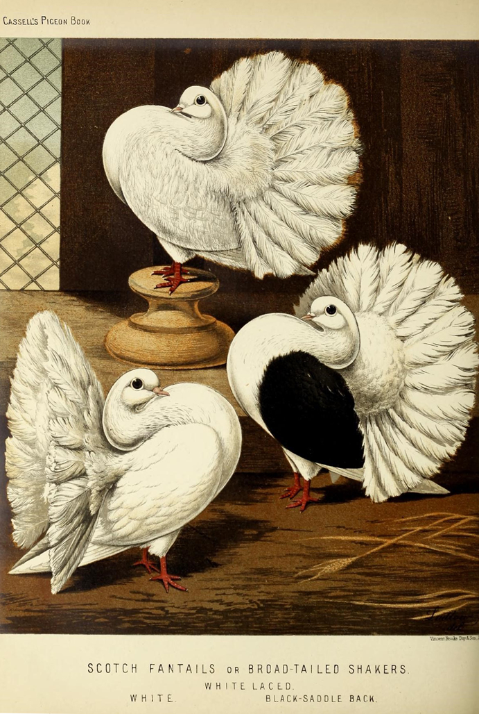 Ilustração pombos do livro ilustrado dos pombos