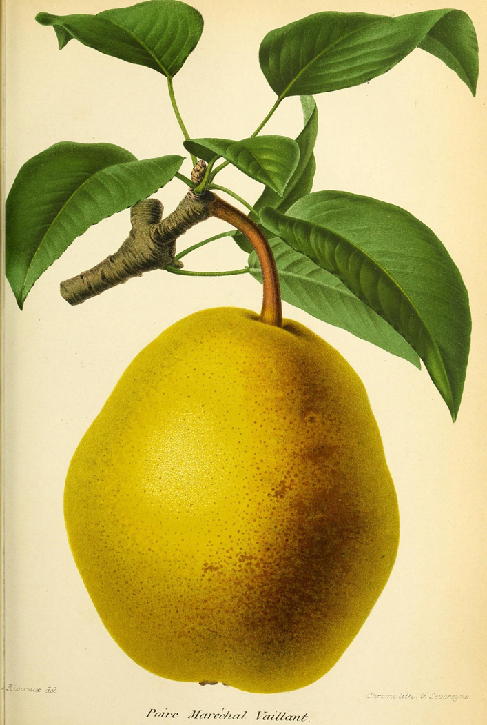 Ilustração de Pera da revista de agricultura prática