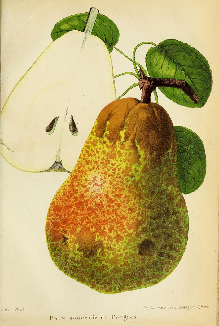 Ilustração de Pera da revista de agricultura prática