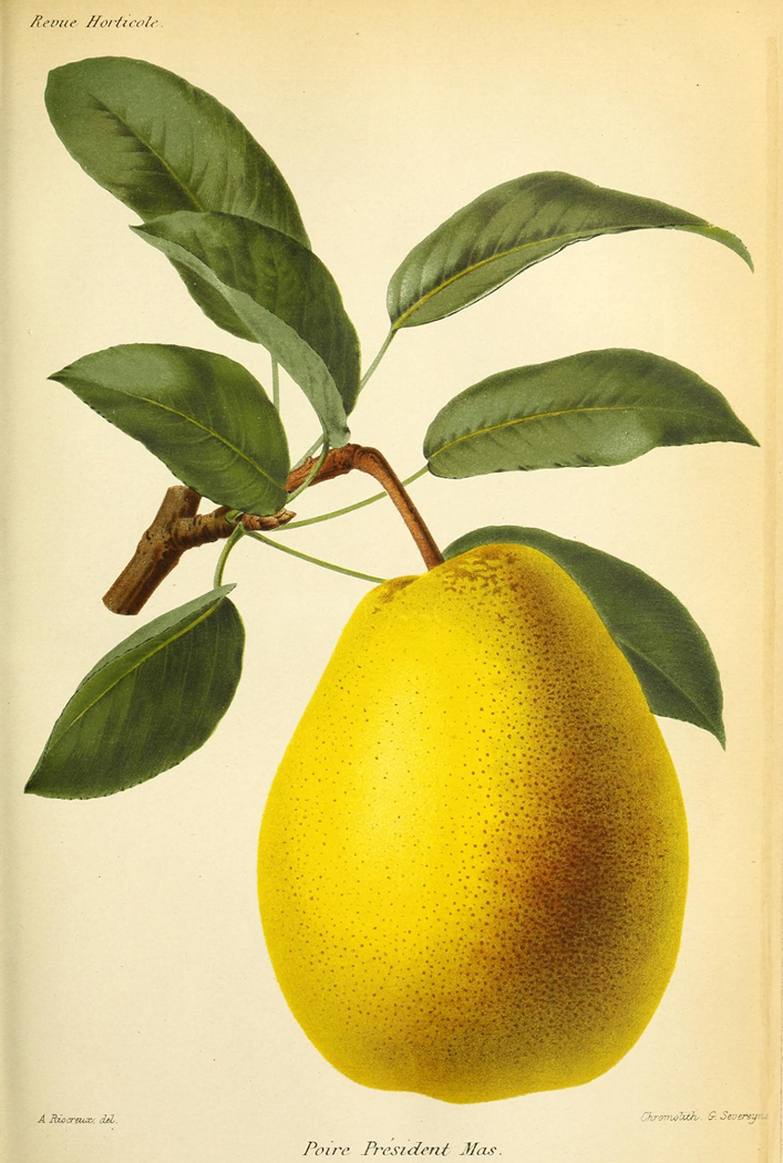 Ilustração de Pera da revista de agricultura prática
