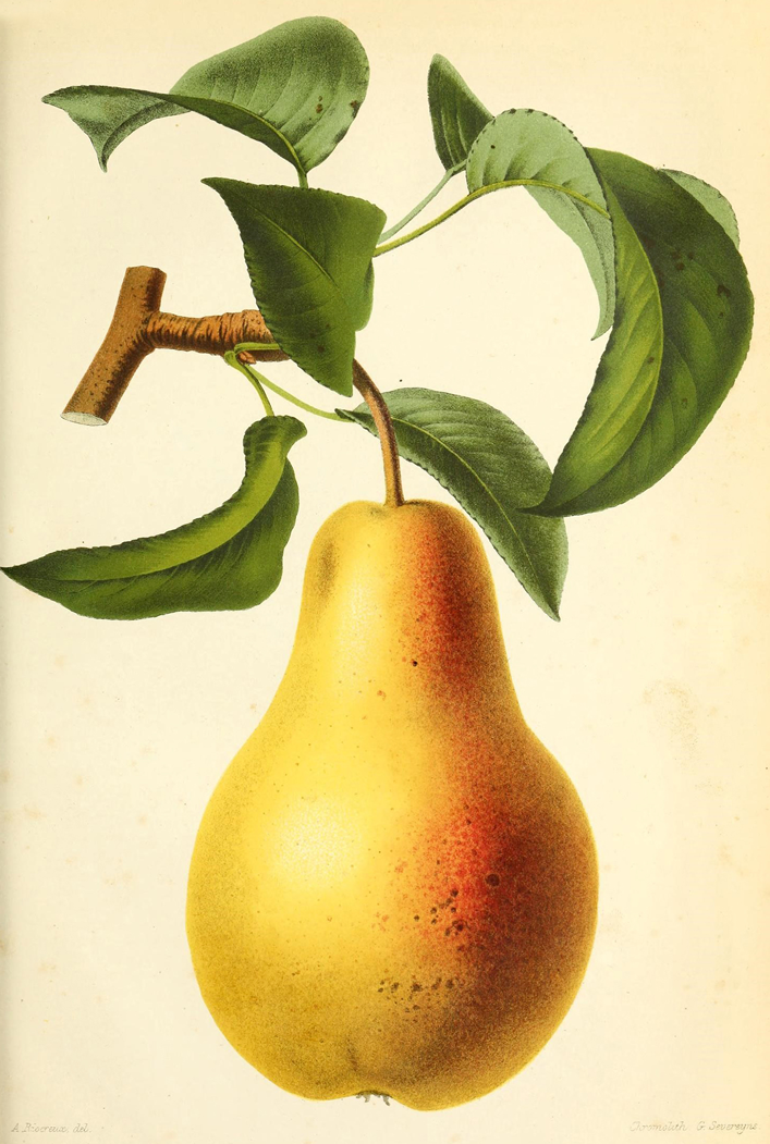 Ilustração de Pera da revista de agricultura prática