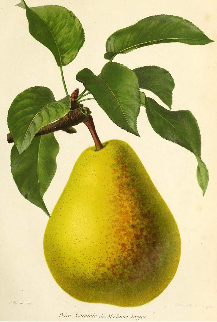 Ilustração de Pera da revista de agricultura prática