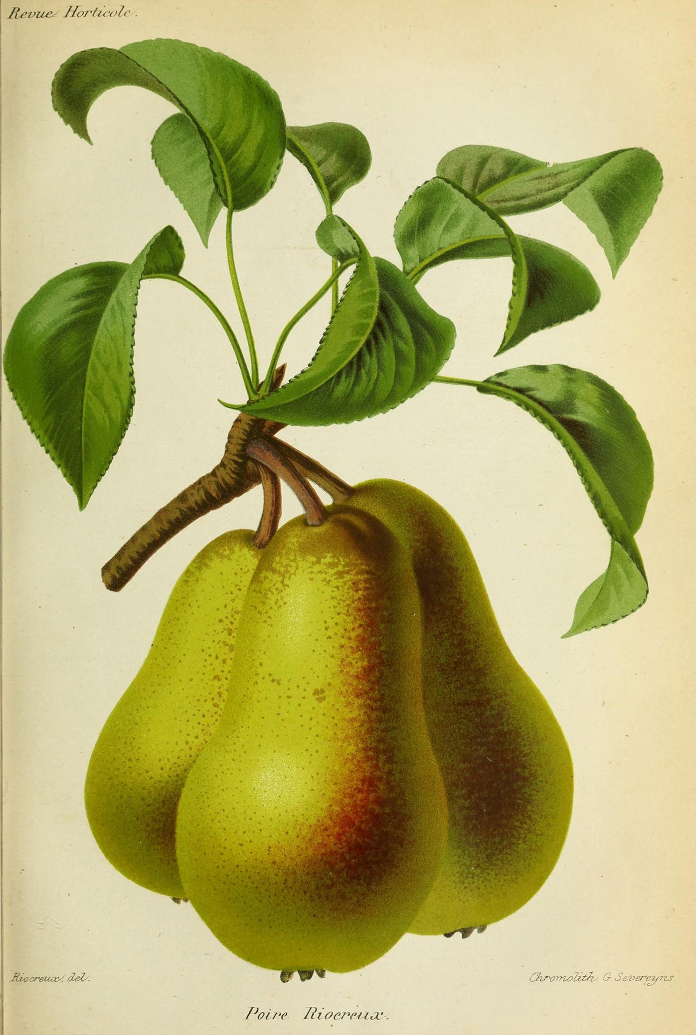 Ilustração de Peras da revista de agricultura prática