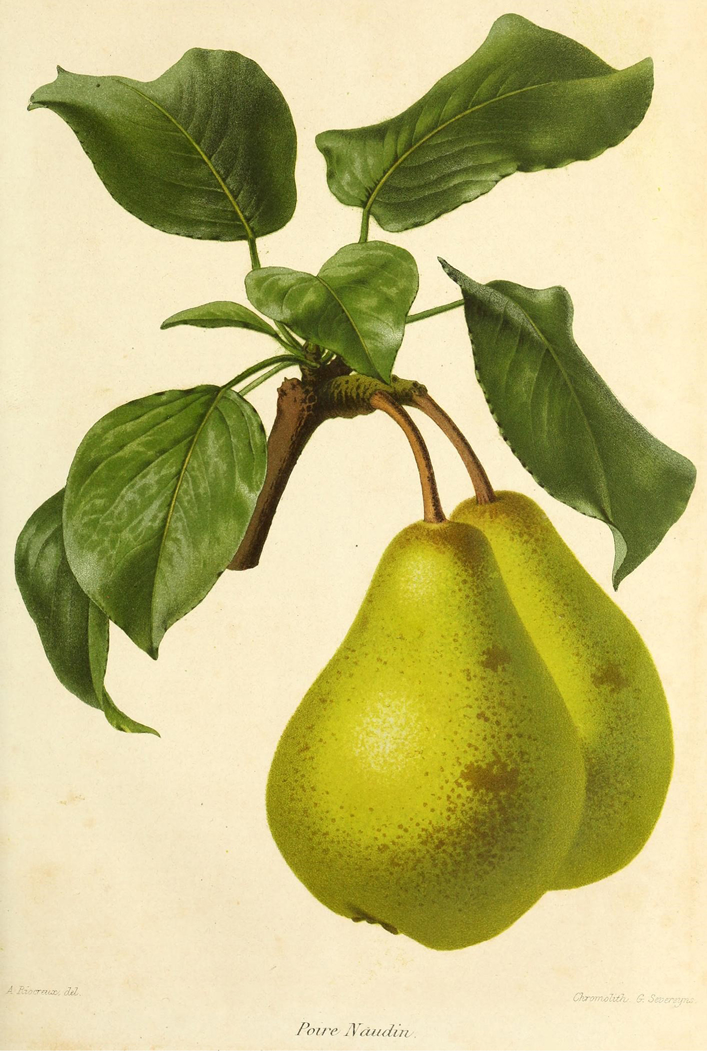 Ilustração de Peras da revista de agricultura prática