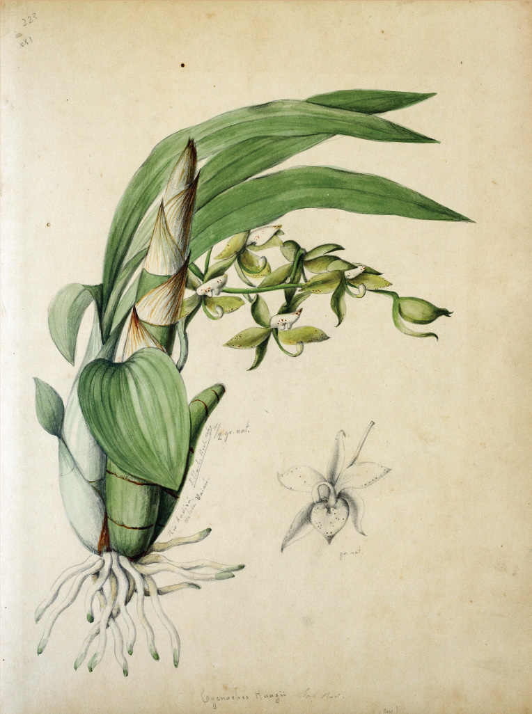 Darwin e as Orquídeas – Mostra Darwin