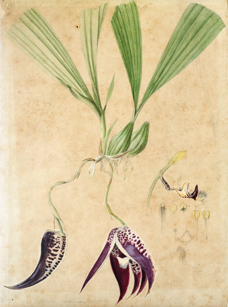 Darwin e as Orquídeas – Mostra Darwin