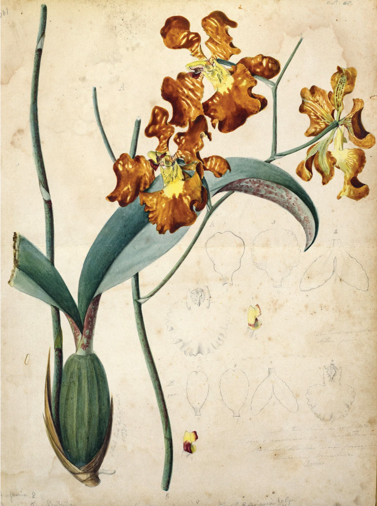 Darwin e as Orquídeas – Mostra Darwin