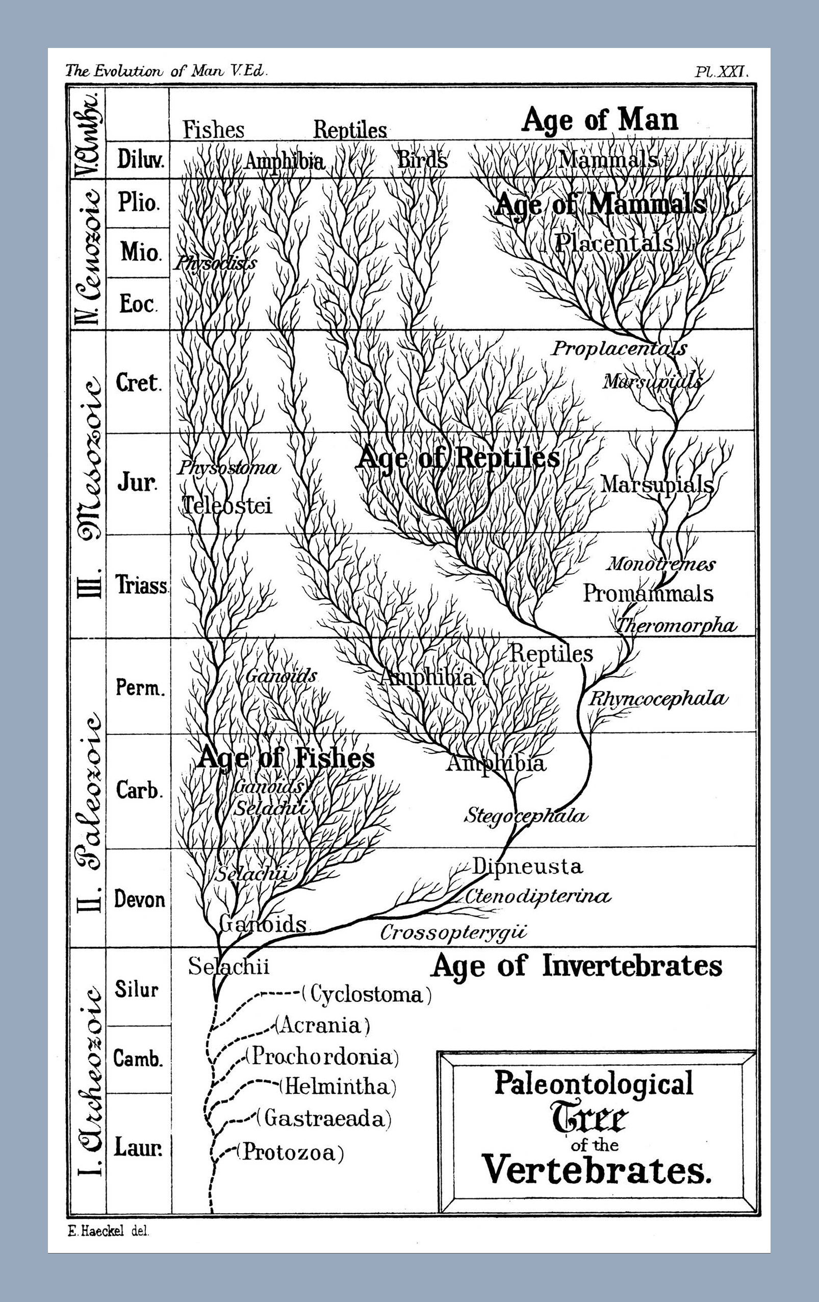 Ilustração da Árvore Paleontológica dos Vertebrados