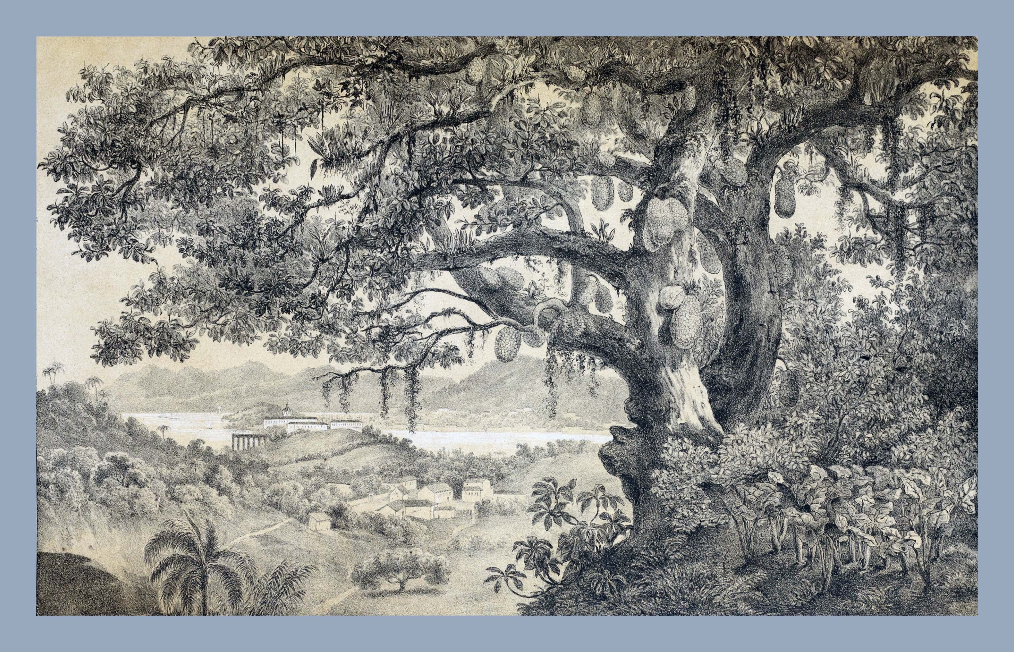 Ilustração da árvore Astrocarpus Integrifolia, popularmente conhecida como jaqueira